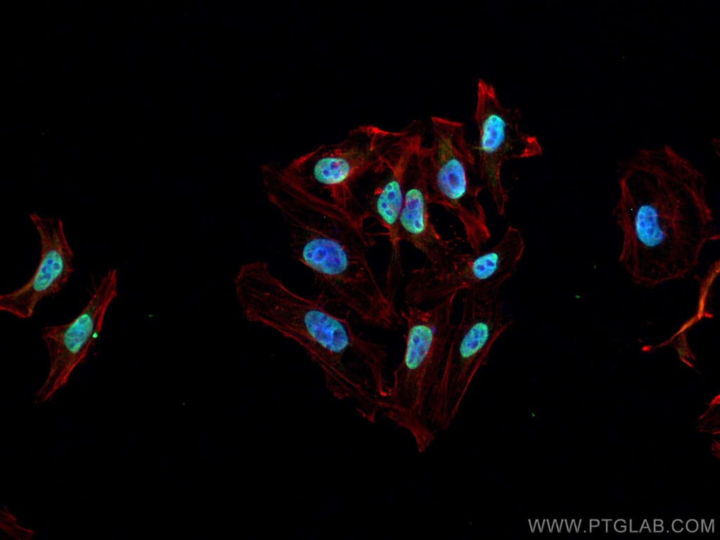 BCLAF1 Monoclonal antibody
