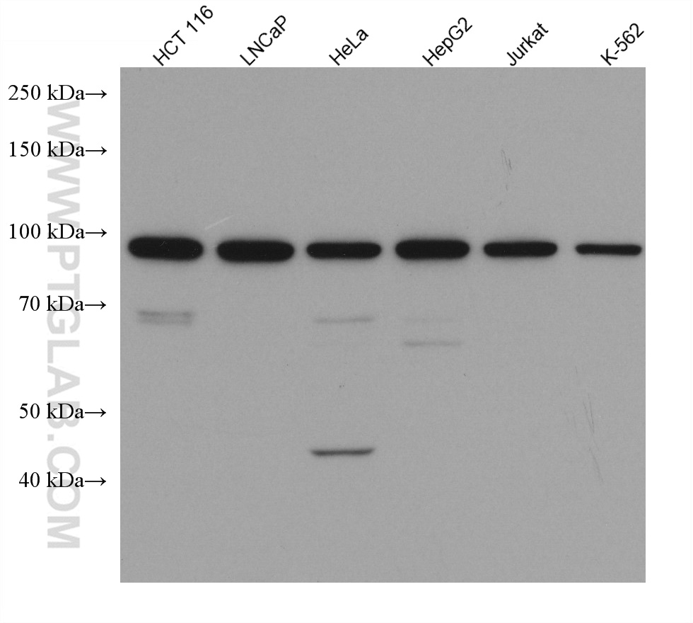AATF Monoclonal antibody