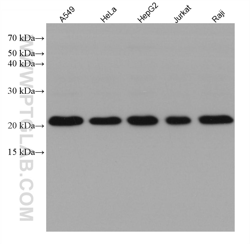 TMED10 Monoclonal antibody
