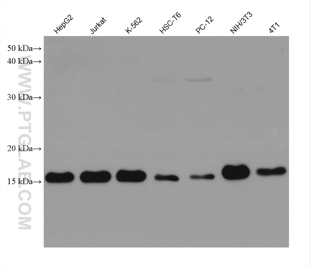 Cyclophilin A Monoclonal antibody
