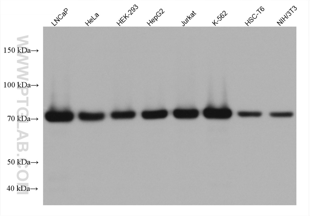GARS Monoclonal antibody