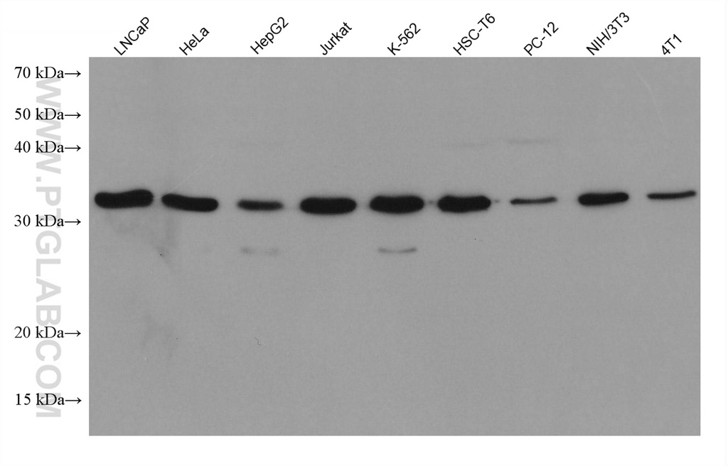 SLC25A36 Monoclonal antibody