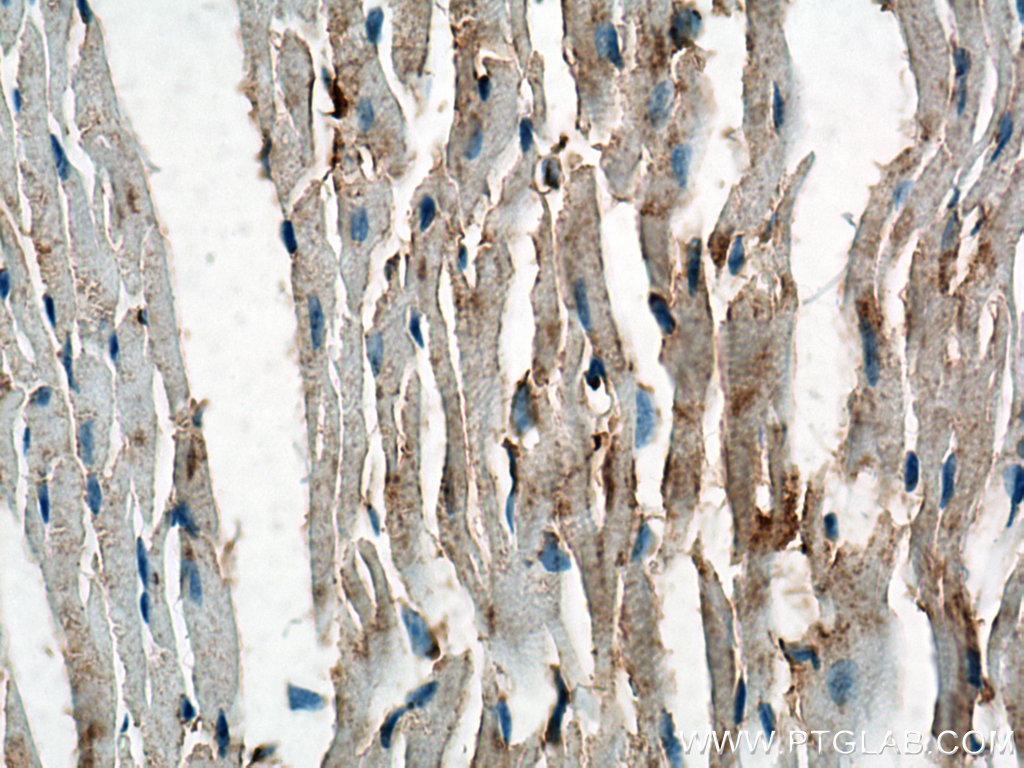 Biotin-conjugated Beta Actin Monoclonal antibody