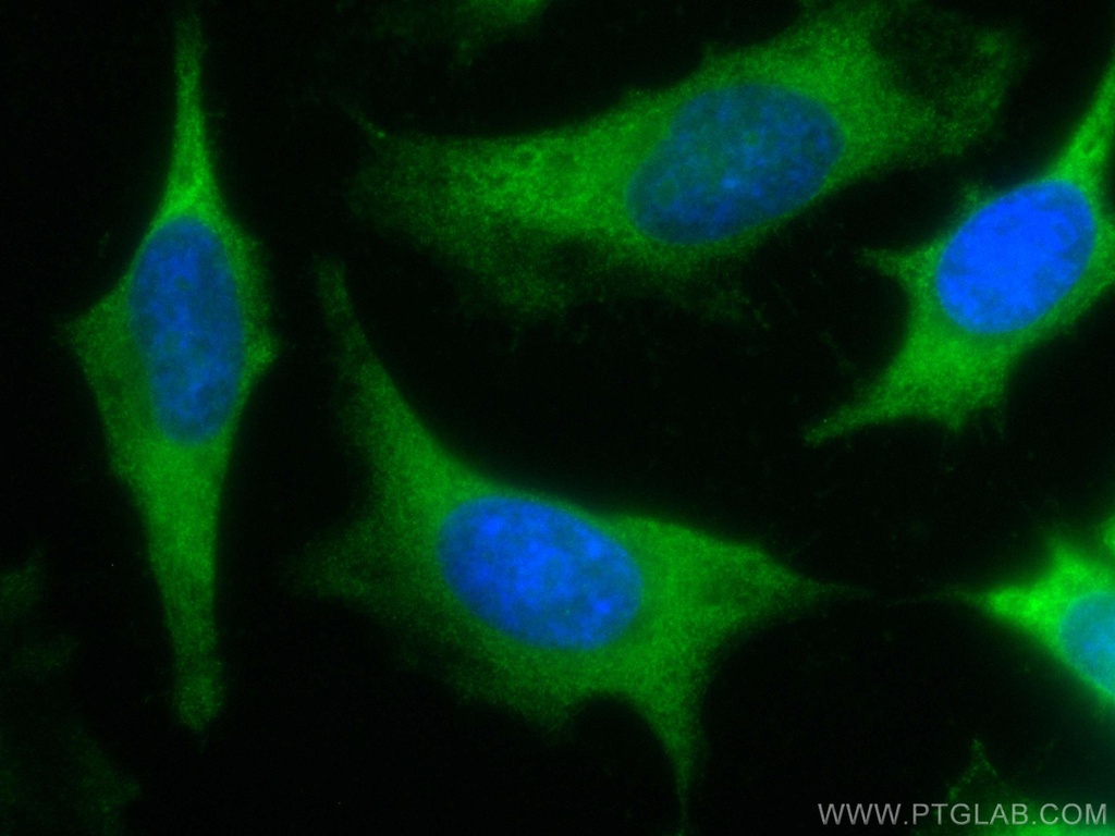 CoraLite®488-conjugated IkB Alpha Polyclonal antibody