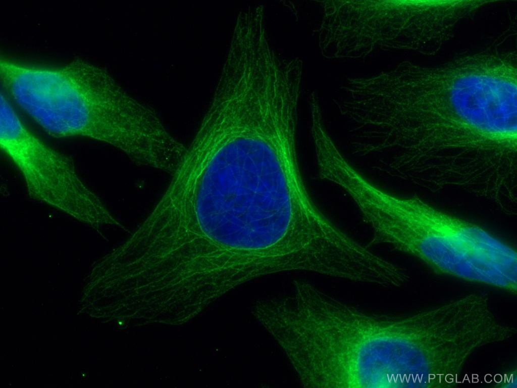 CoraLite®488-conjugated Mouse-IgG Polyclonal antibody