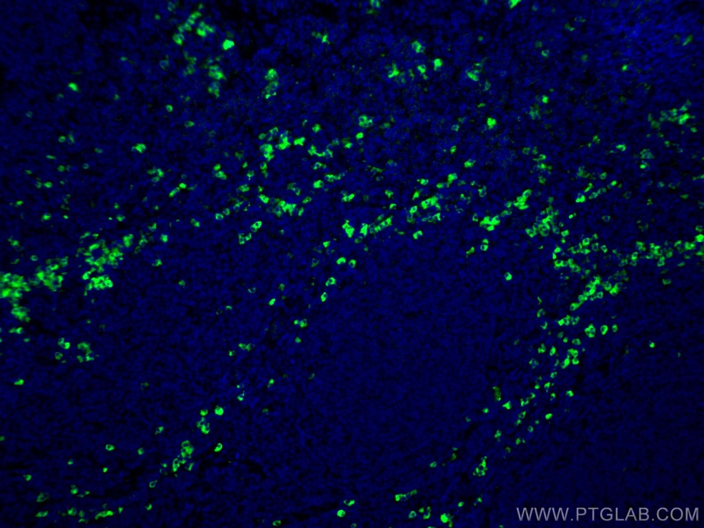 CoraLite®488-conjugated Human IgG Polyclonal antibody