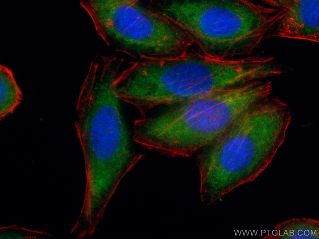 CoraLite®488-conjugated NF-κB p65 Polyclonal antibody