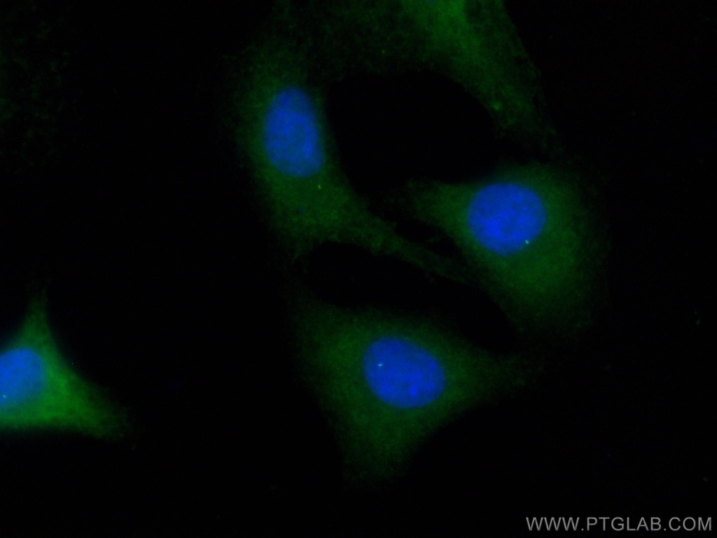 CoraLite®488-conjugated FBF1 Polyclonal antibody