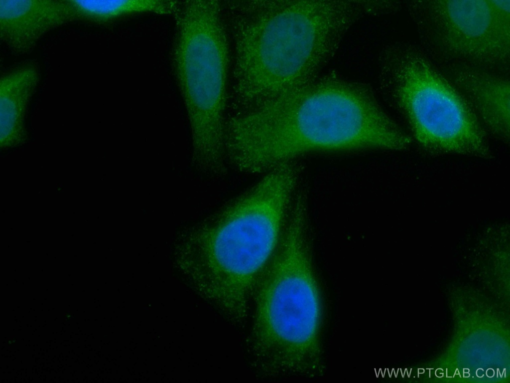 CoraLite®488-conjugated GRP78/BIP Polyclonal antibody