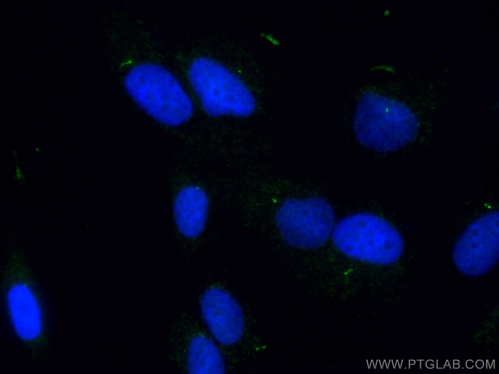 CoraLite®488-conjugated IFT81 Polyclonal antibody