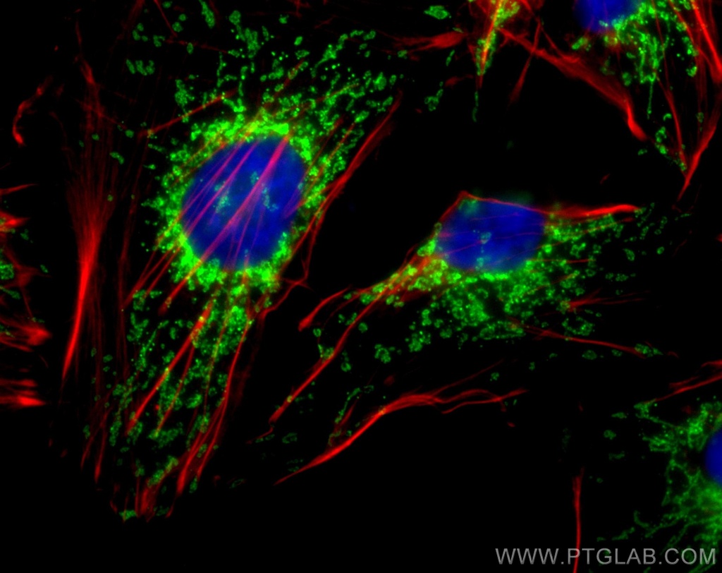 CoraLite®488-conjugated TOM20 Polyclonal antibody