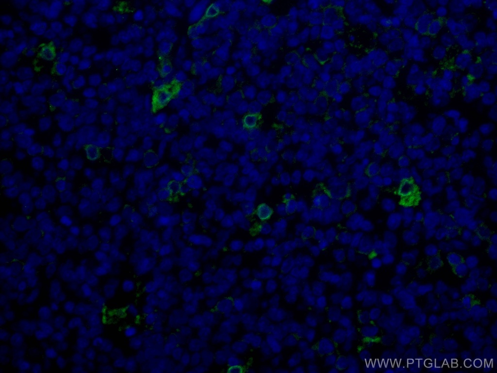 CoraLite®488-conjugated TIMD4 Polyclonal antibody