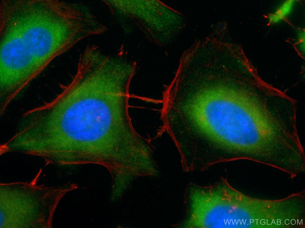 CoraLite®488-conjugated IMPDH2 Polyclonal antibody
