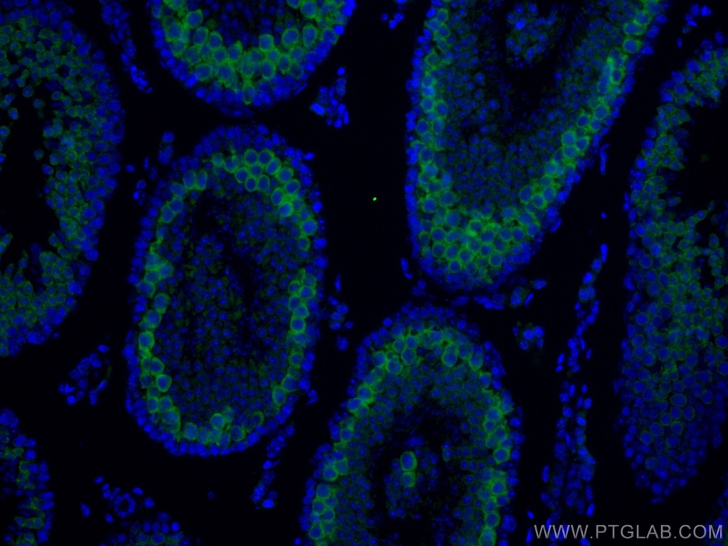 CoraLite®488-conjugated BOULE Polyclonal antibody