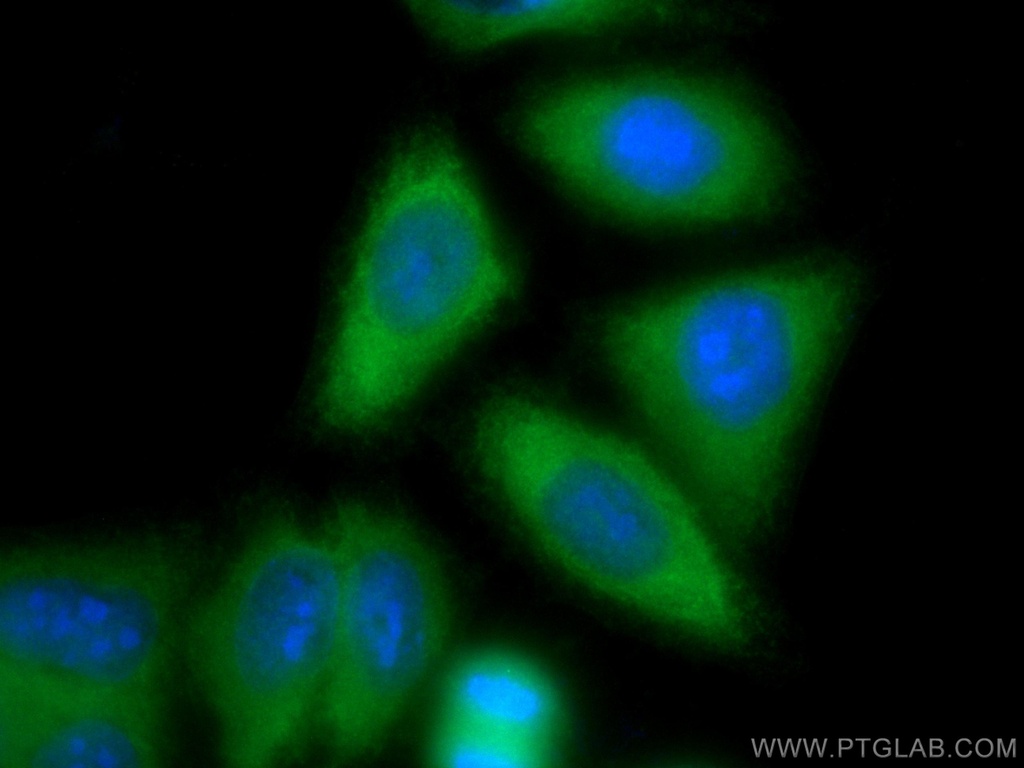 CoraLite®488-conjugated Spartin, SPG20 Polyclonal antibody