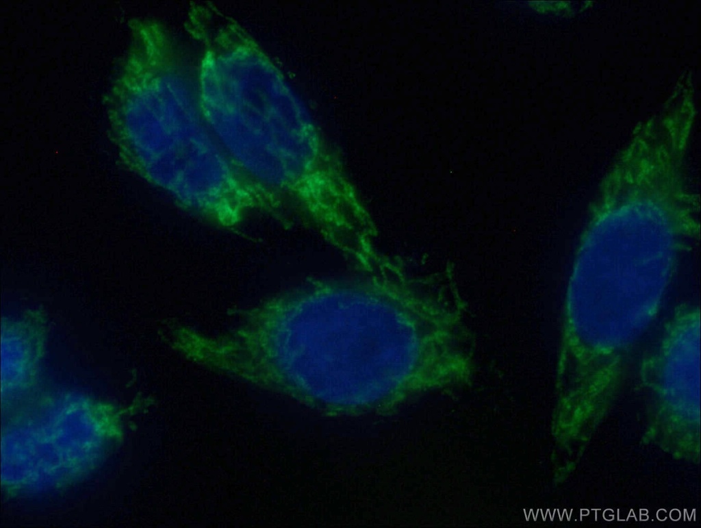 CoraLite®488-conjugated MAVS; VISA Polyclonal antibody