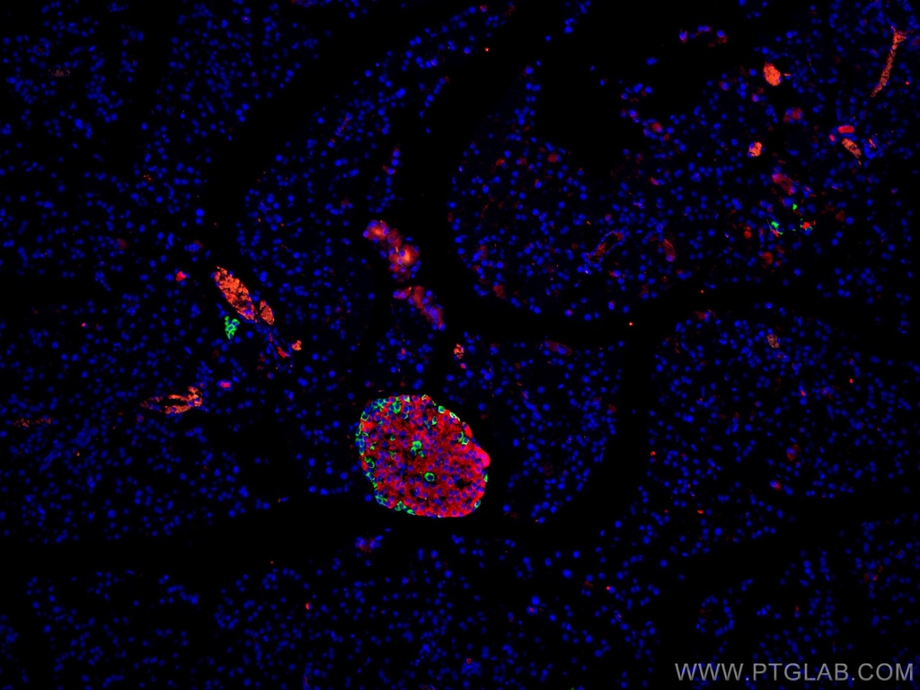 CoraLite®488-conjugated Glucagon Polyclonal antibody