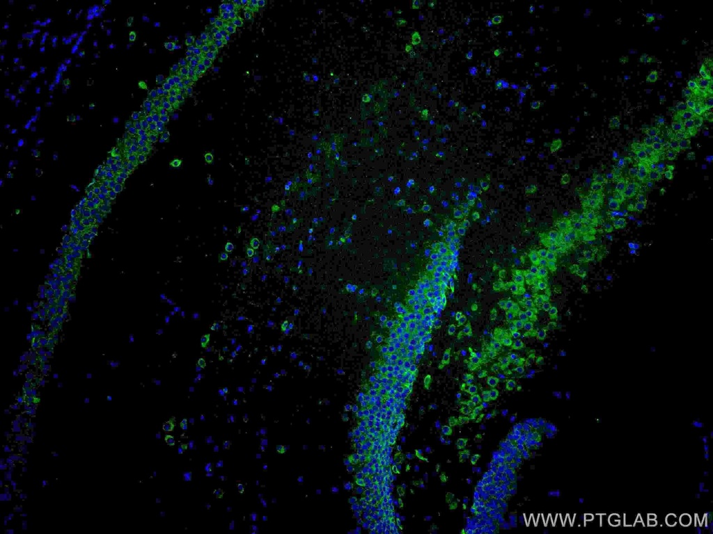 CoraLite®488-conjugated YTHDF1 Polyclonal antibody