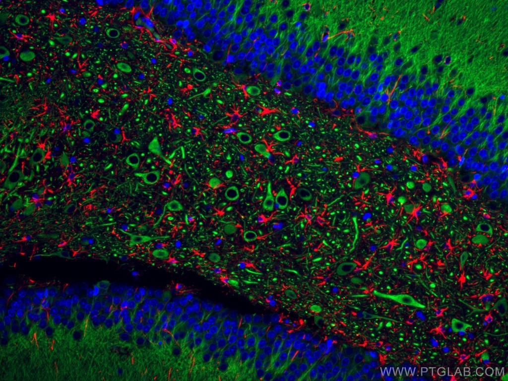 CoraLite®488-conjugated MAP2 Polyclonal antibody