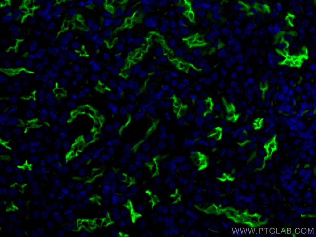 CoraLite®488-conjugated CD133 Polyclonal antibody