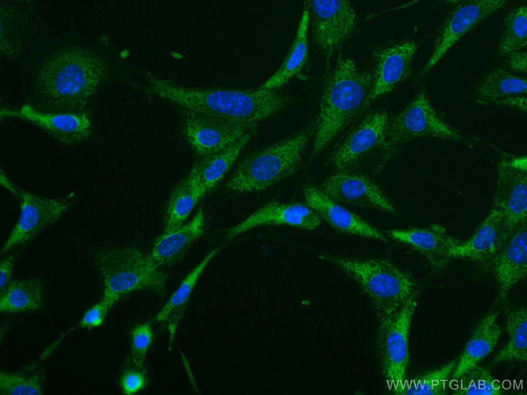 CoraLite®488-conjugated Caspase 3/p17/p19 Polyclonal antibody