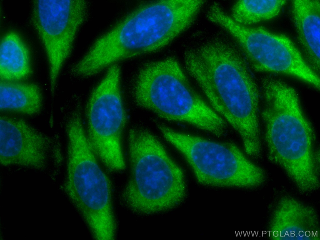 CoraLite®488-conjugated TMEM173/STING Polyclonal antibody
