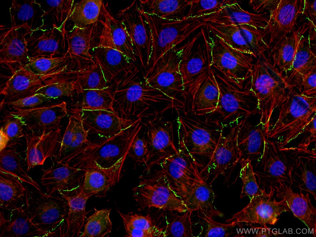 CoraLite®488-conjugated ZO-1 Polyclonal antibody