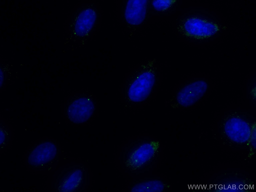 CoraLite®488-conjugated CEP164 Polyclonal antibody