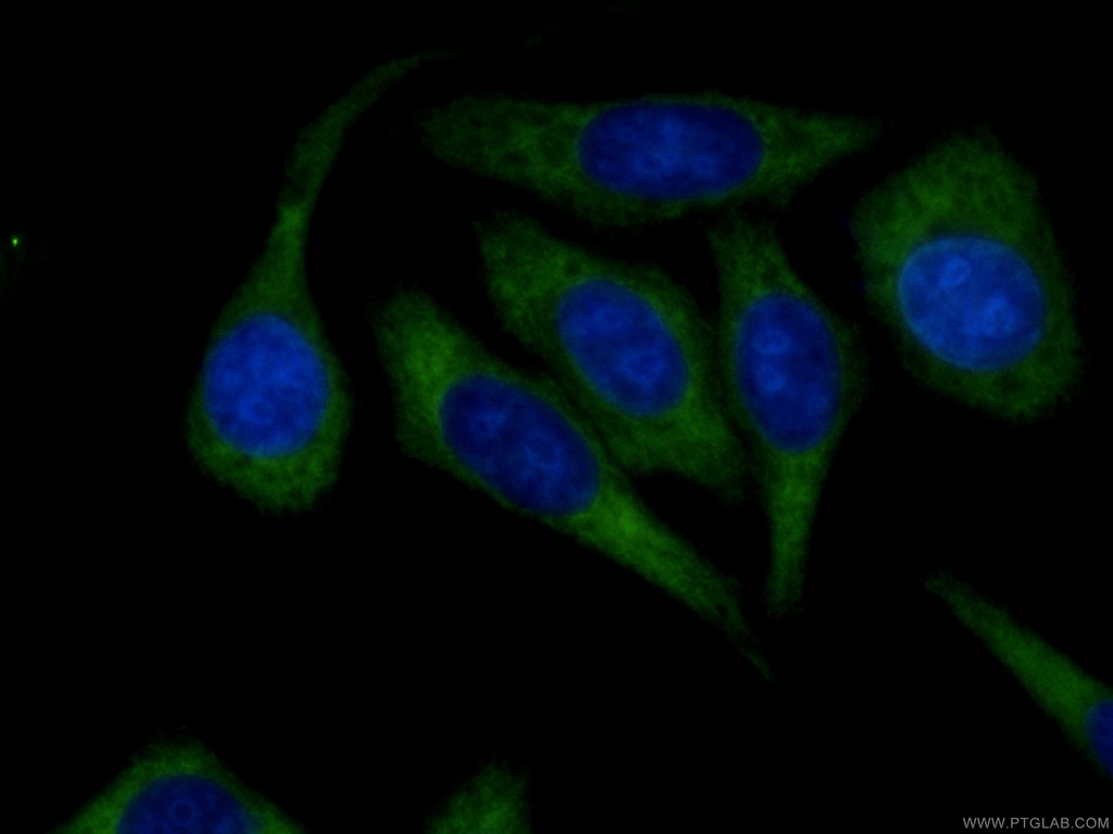 CoraLite®488-conjugated RRM1 Monoclonal antibody