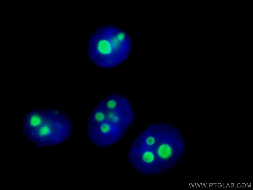 CoraLite®488-conjugated B23/NPM1 Monoclonal antibody