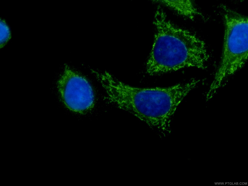 CoraLite®488-conjugated SERPINA10 Monoclonal antibody