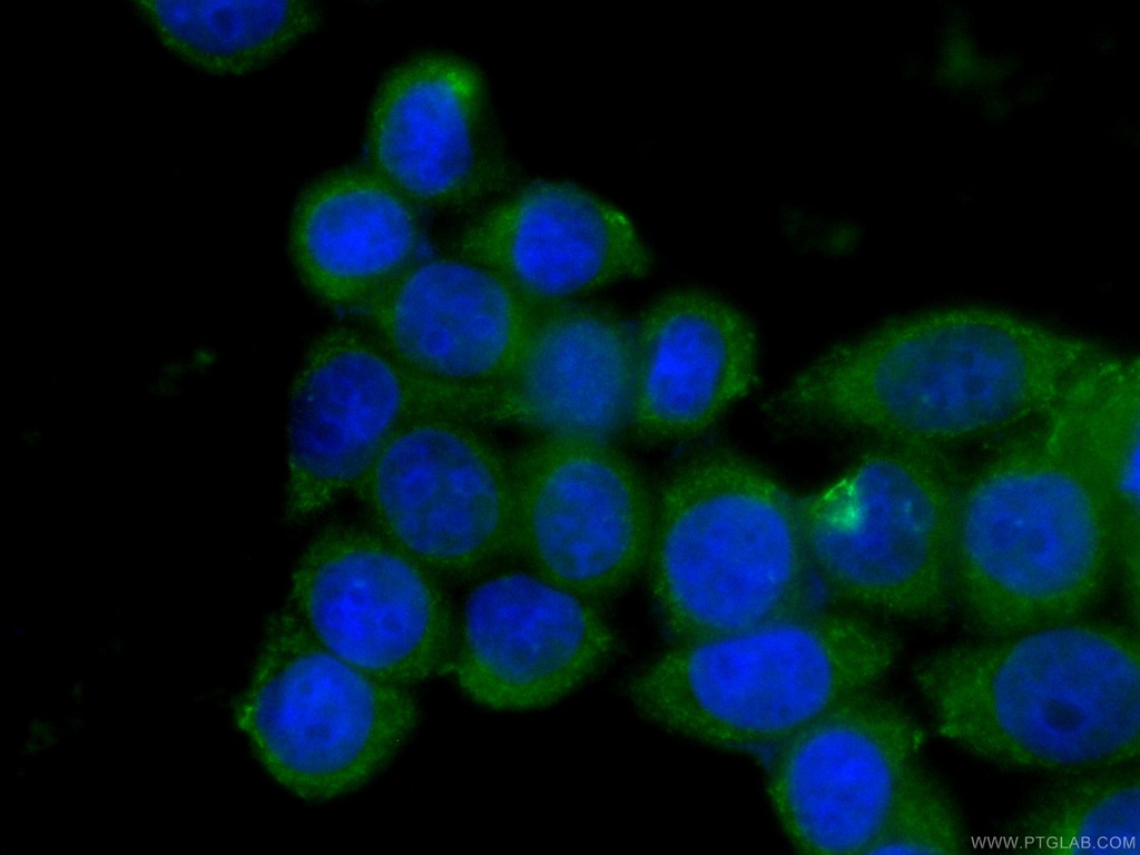 CoraLite®488-conjugated PCMT1 Monoclonal antibody
