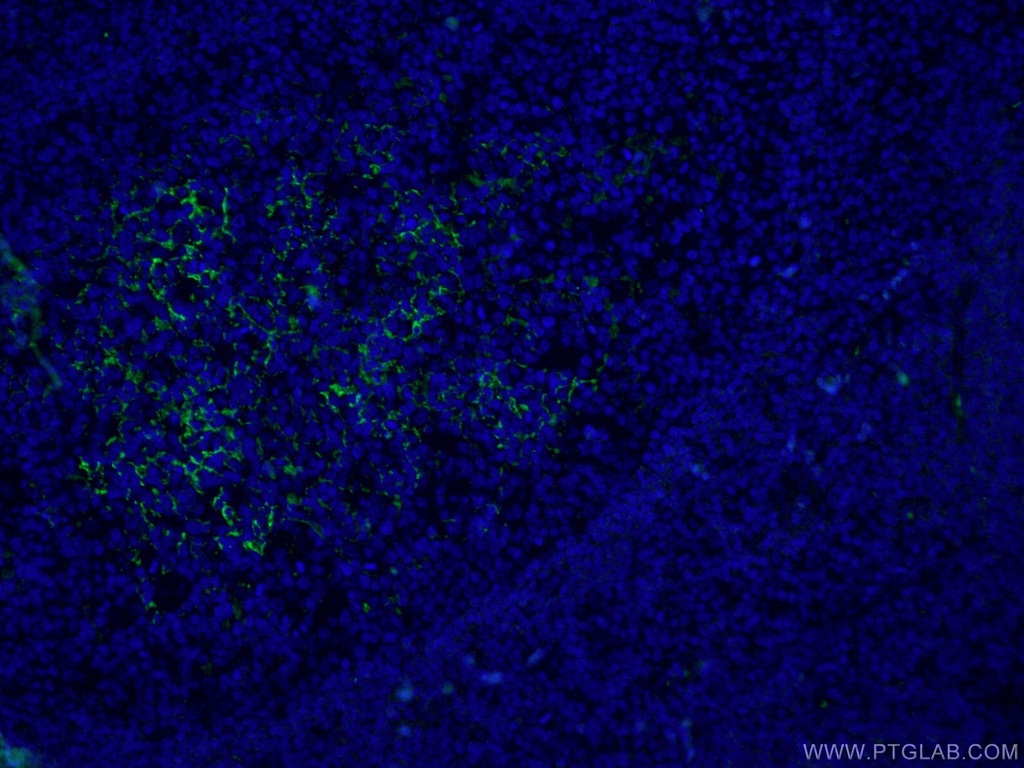 CoraLite®488-conjugated CD23 Monoclonal antibody