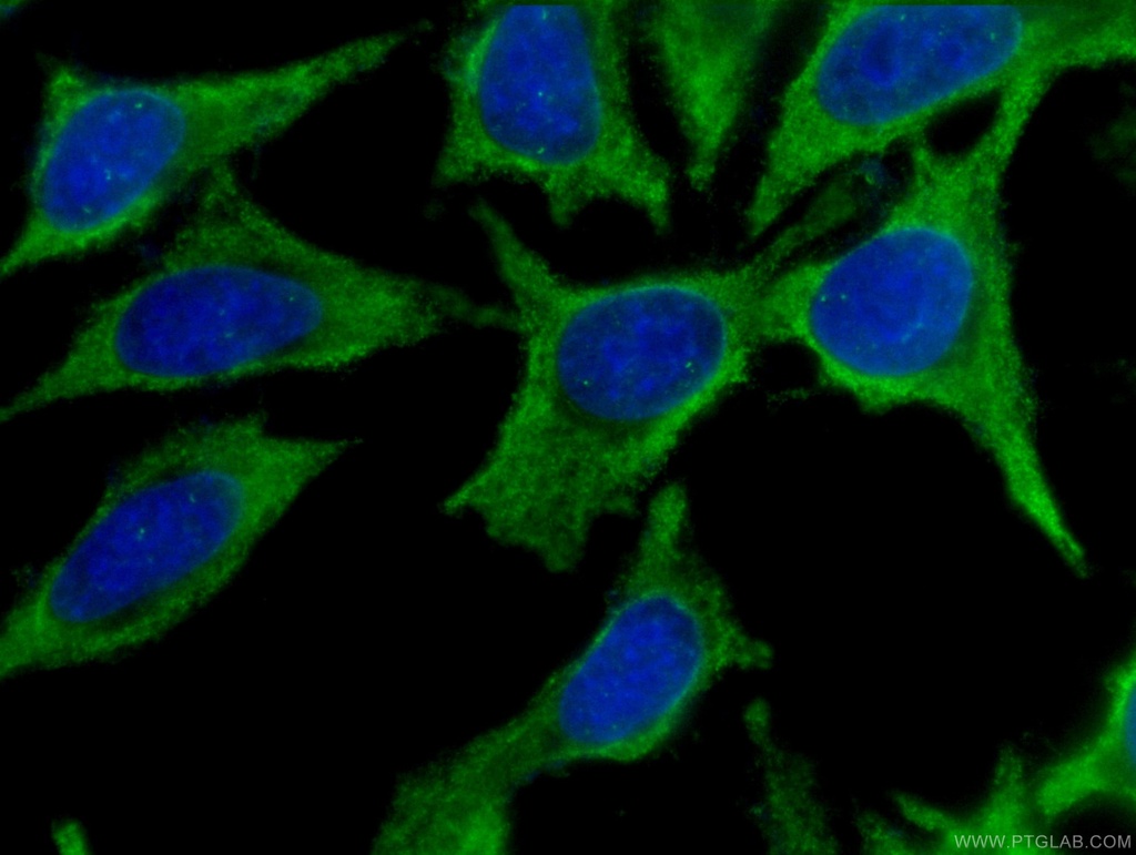 CoraLite®488-conjugated Cytoglobin Monoclonal antibody