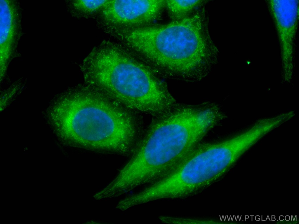 CoraLite®488-conjugated COTL1 Monoclonal antibody