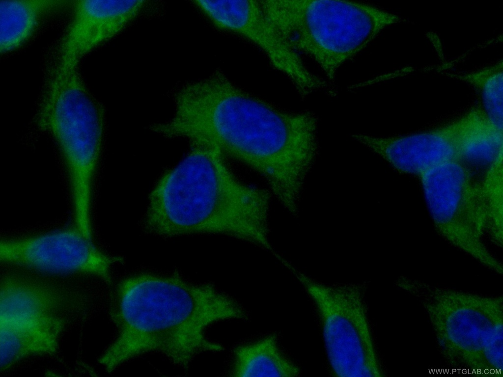 CoraLite®488-conjugated EEF1B2 Monoclonal antibody
