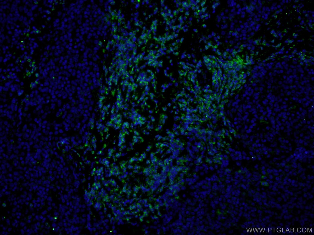 CoraLite®488-conjugated CD3 Gamma Monoclonal antibody