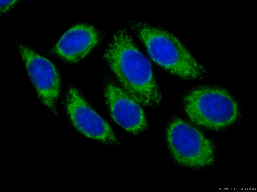 CoraLite®488-conjugated CYB5R3 Monoclonal antibody