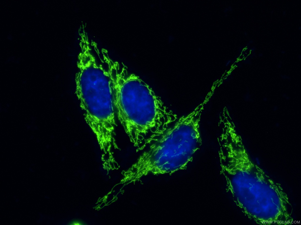 CoraLite®488-conjugated HSP60 Monoclonal antibody
