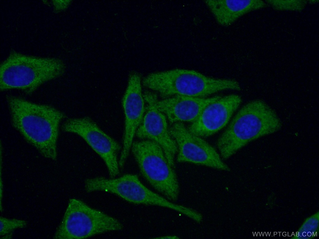 CoraLite®488-conjugated 14-3-3 Monoclonal antibody