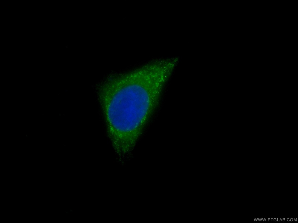 CoraLite®488-conjugated CAPZA1 Monoclonal antibody