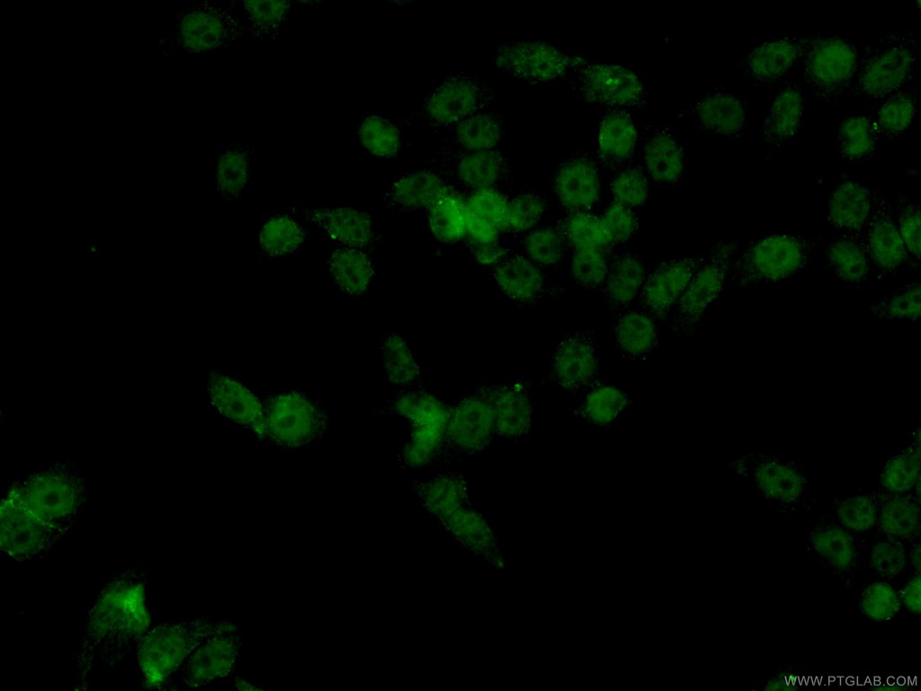 CoraLite®488-conjugated HDAC1 Monoclonal antibody
