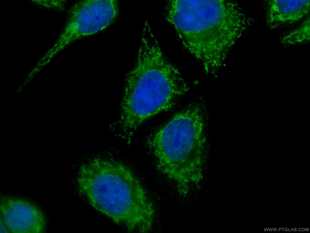 CoraLite®488-conjugated Melanophilin Monoclonal antibody