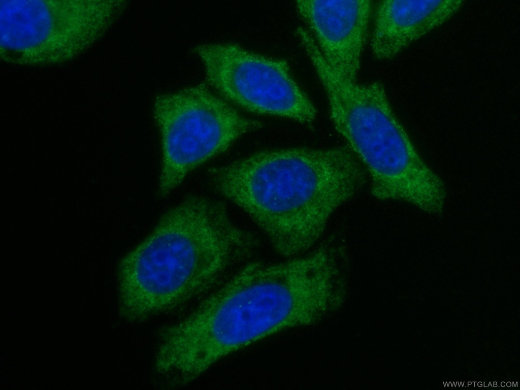 CoraLite®488-conjugated Alpha Galactosidase A Monoclonal antibody