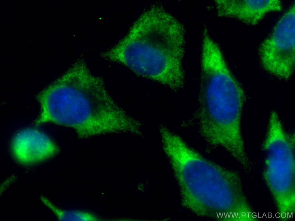 CoraLite®488-conjugated RAC1 Monoclonal antibody