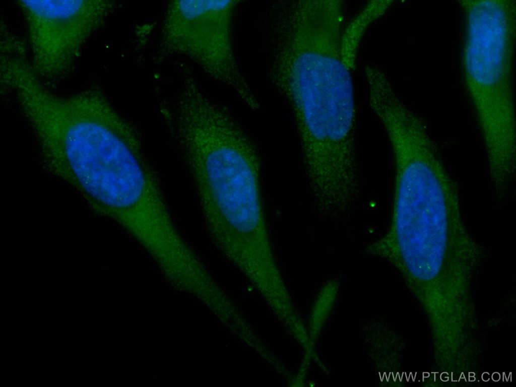 CoraLite®488-conjugated Kininogen 1 Monoclonal antibody