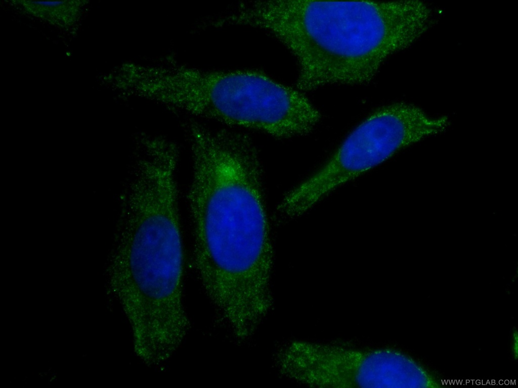 CoraLite®488-conjugated APOL1-Specific Monoclonal antibody