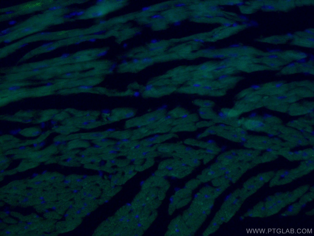 CoraLite®488-conjugated ACTC1-specific Monoclonal antibody