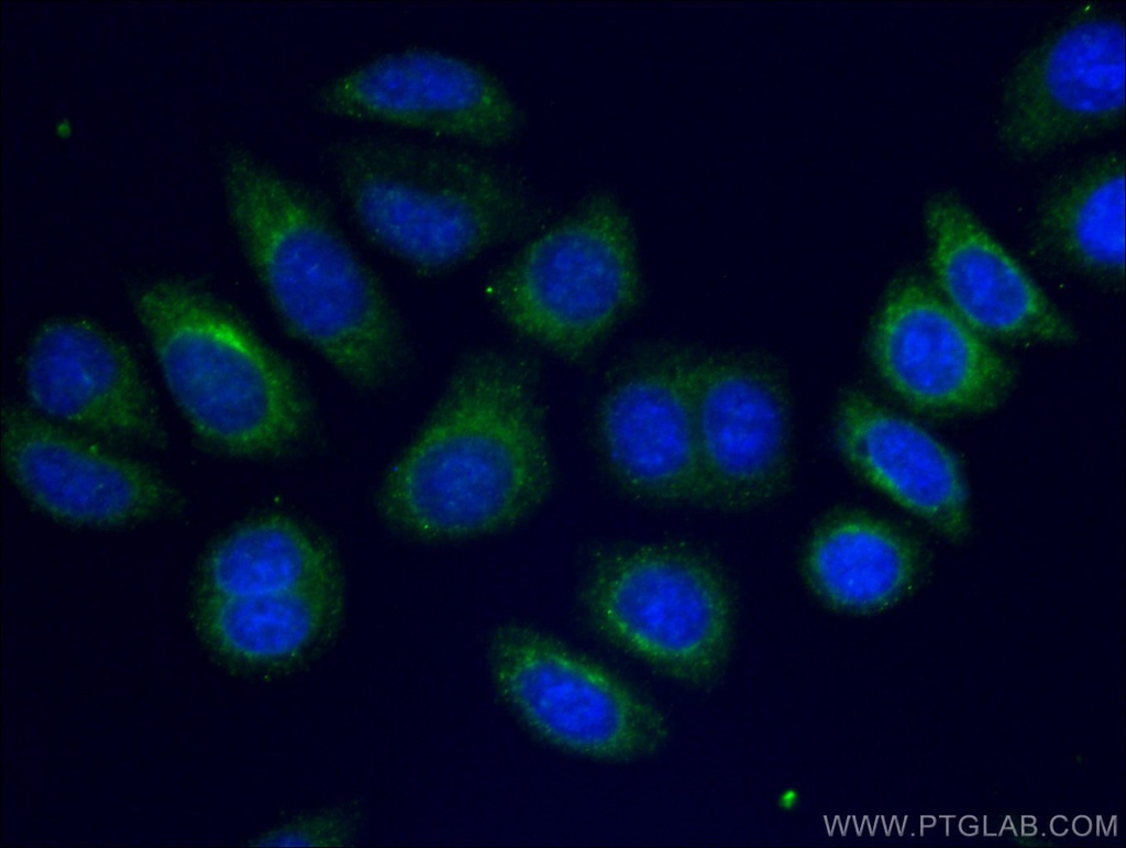 CoraLite®488-conjugated Alpha-2-Macroglobulin Monoclonal antibody