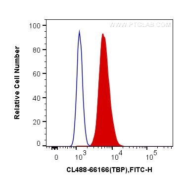CoraLite®488-conjugated TBP Monoclonal antibody